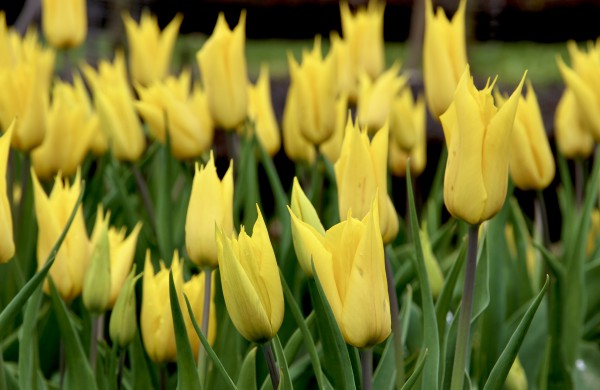 Prasideda didysis tulpių žydėjimas