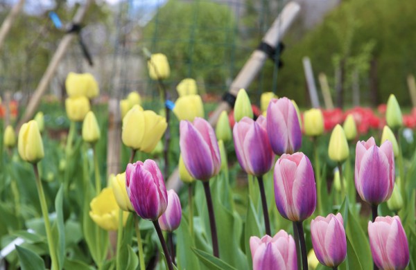 Prasideda didysis tulpių žydėjimas