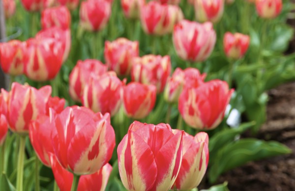 Prasideda didysis tulpių žydėjimas