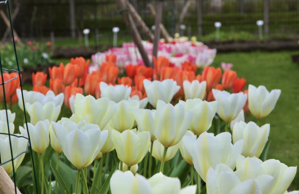 Prasideda didysis tulpių žydėjimas