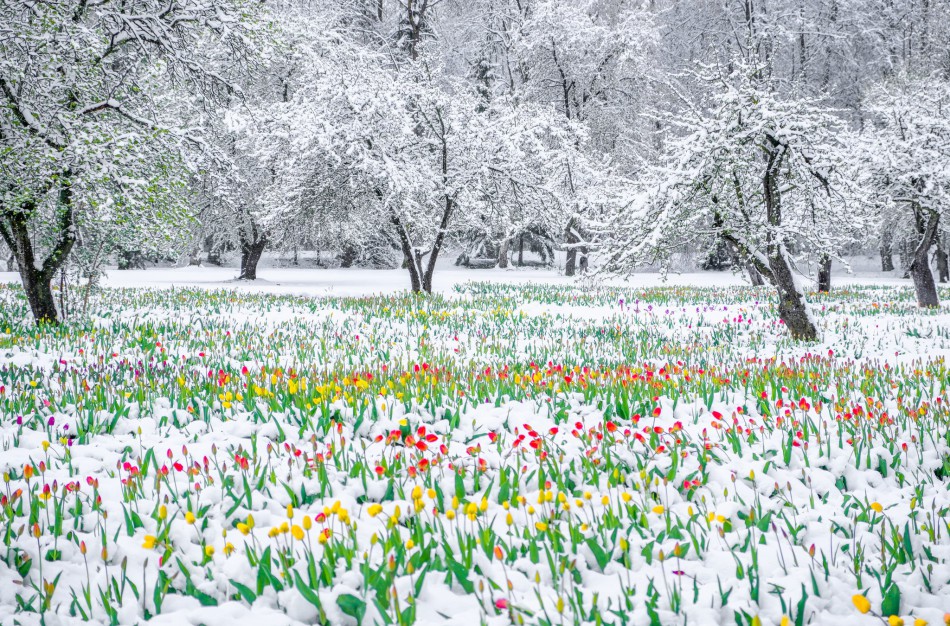 Įveikusios išbandymą sniegu, Burbiškio dvaro tulpės krauna žiedus Tulpių žydėjimo šventei