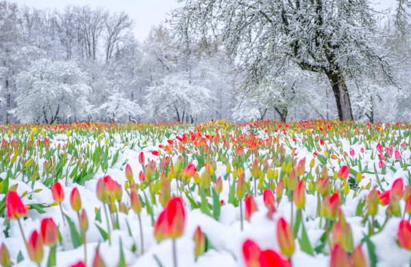Įveikusios išbandymą sniegu, Burbiškio dvaro tulpės krauna žiedus Tulpių žydėjimo šventei