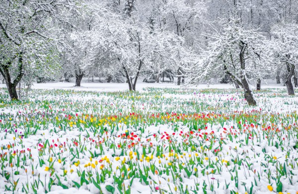 Įveikusios išbandymą sniegu, Burbiškio dvaro tulpės krauna žiedus Tulpių žydėjimo šventei