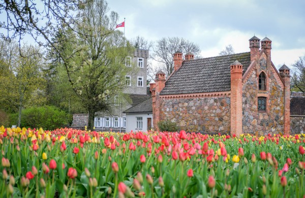 Įveikusios išbandymą sniegu, Burbiškio dvaro tulpės krauna žiedus Tulpių žydėjimo šventei