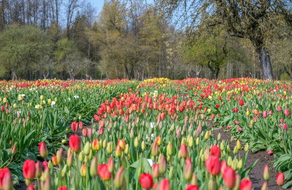 Įveikusios išbandymą sniegu, Burbiškio dvaro tulpės krauna žiedus Tulpių žydėjimo šventei