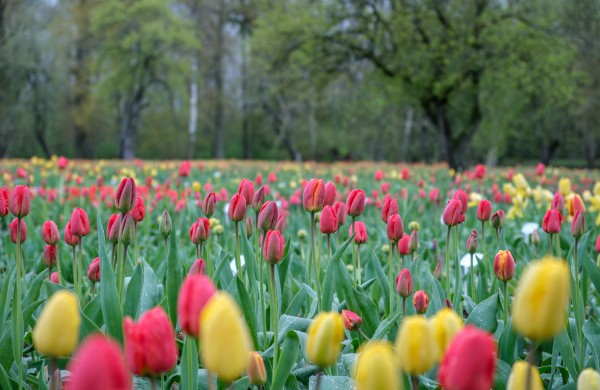 Įveikusios išbandymą sniegu, Burbiškio dvaro tulpės krauna žiedus Tulpių žydėjimo šventei