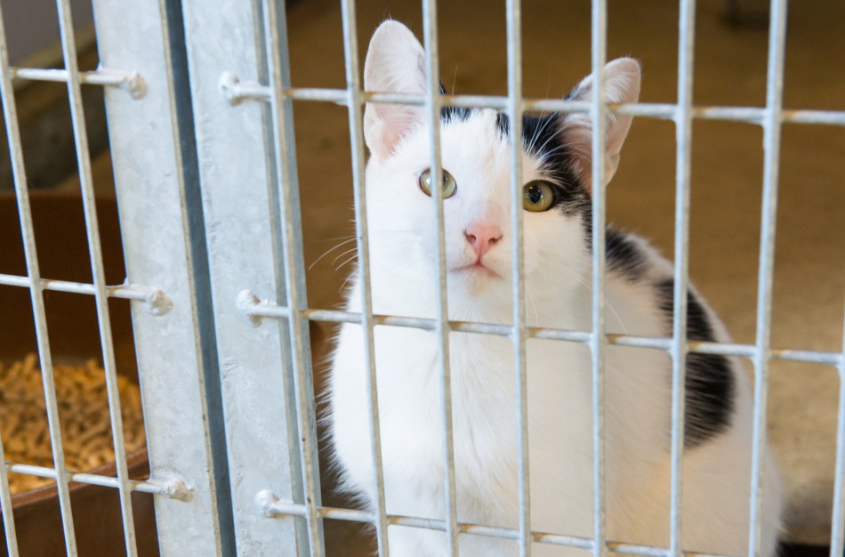 Gyvūnų prieglaudos galės teikti paraiškas saulės ar vėjo elektrinėms įsirengti