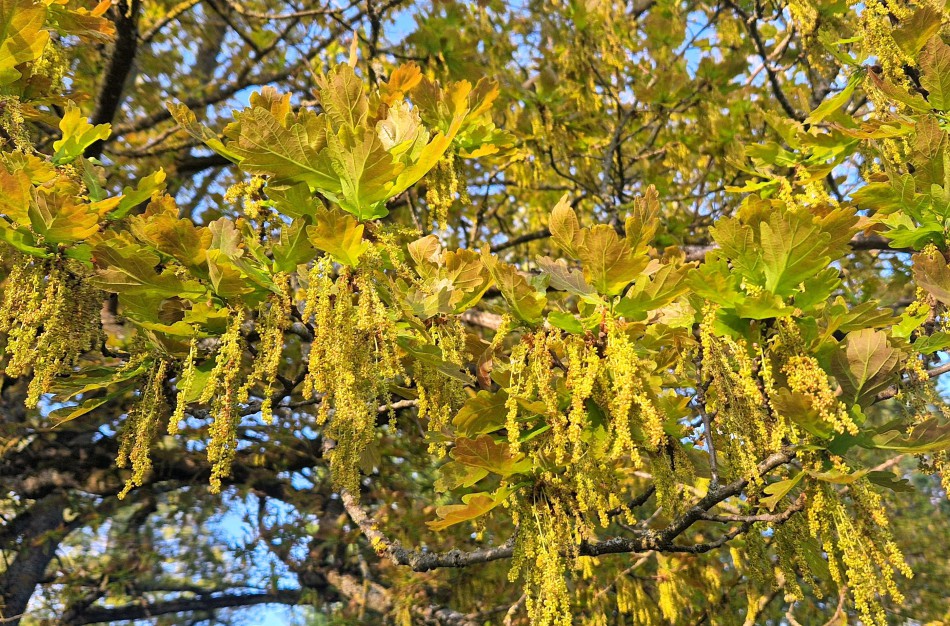 Ar esate matę kaip žydi ąžuolai?