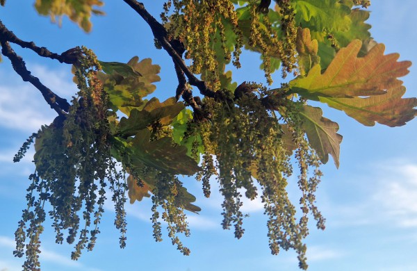 Ar esate matę kaip žydi ąžuolai?