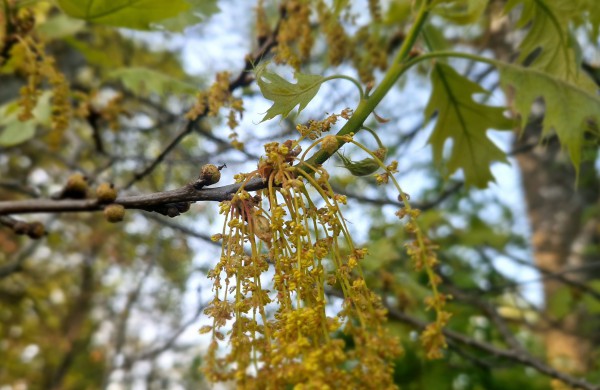 Ar esate matę kaip žydi ąžuolai?