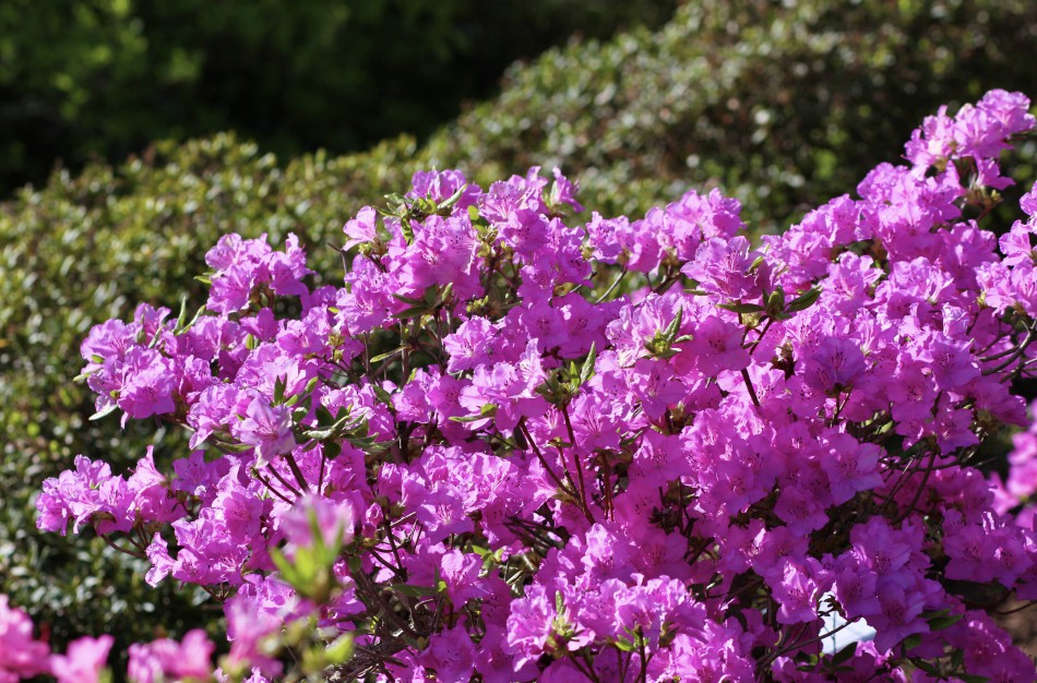 VDU Botanikos sode Kaune žiedus išskleidė parko ryškiausieji ir kvapniausieji: rododendrai ir alyvos