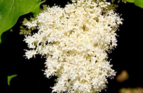 VDU Botanikos sode Kaune žiedus išskleidė parko ryškiausieji ir kvapniausieji: rododendrai ir alyvos