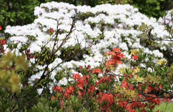VDU Botanikos sode Kaune žiedus išskleidė parko ryškiausieji ir kvapniausieji: rododendrai ir alyvos