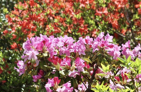 VDU Botanikos sode Kaune žiedus išskleidė parko ryškiausieji ir kvapniausieji: rododendrai ir alyvos