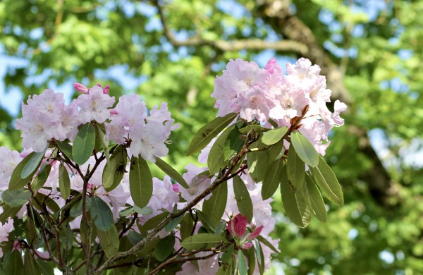 VDU Botanikos sode Kaune žiedus išskleidė parko ryškiausieji ir kvapniausieji: rododendrai ir alyvos