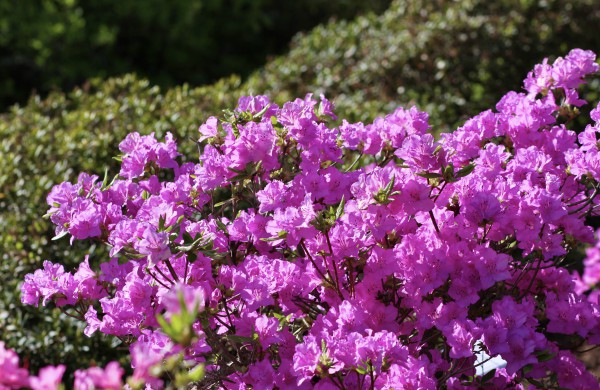 VDU Botanikos sode Kaune žiedus išskleidė parko ryškiausieji ir kvapniausieji: rododendrai ir alyvos