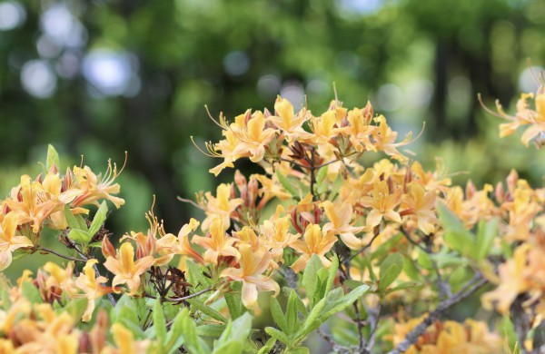 VDU Botanikos sode Kaune žiedus išskleidė parko ryškiausieji ir kvapniausieji: rododendrai ir alyvos