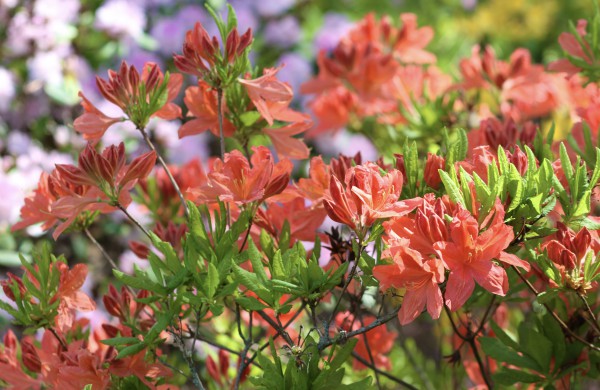 VDU Botanikos sode Kaune žiedus išskleidė parko ryškiausieji ir kvapniausieji: rododendrai ir alyvos
