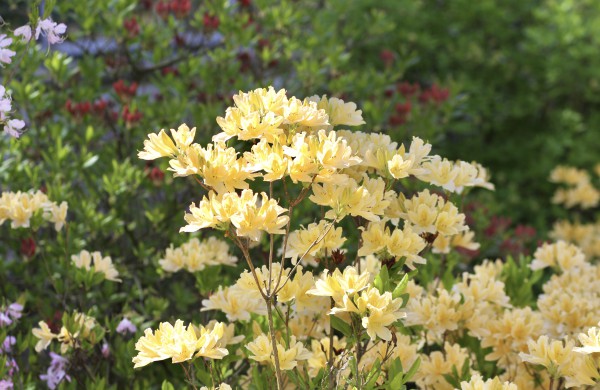 VDU Botanikos sode Kaune žiedus išskleidė parko ryškiausieji ir kvapniausieji: rododendrai ir alyvos