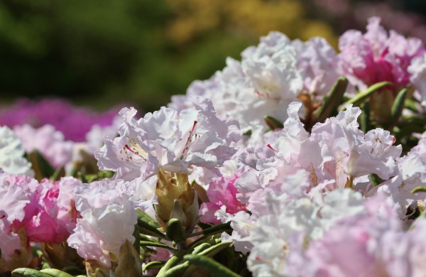 VDU Botanikos sode Kaune žiedus išskleidė parko ryškiausieji ir kvapniausieji: rododendrai ir alyvos