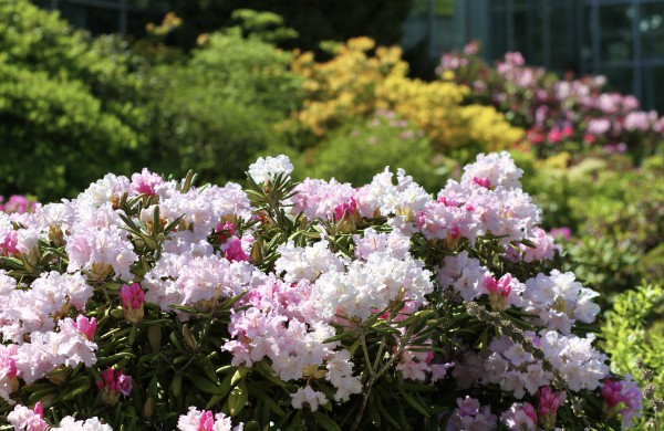 VDU Botanikos sode Kaune žiedus išskleidė parko ryškiausieji ir kvapniausieji: rododendrai ir alyvos