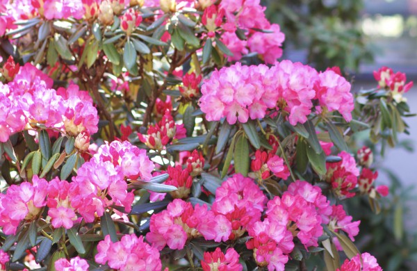 VDU Botanikos sode Kaune žiedus išskleidė parko ryškiausieji ir kvapniausieji: rododendrai ir alyvos