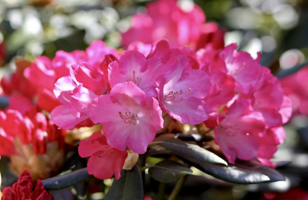 VDU Botanikos sode Kaune žiedus išskleidė parko ryškiausieji ir kvapniausieji: rododendrai ir alyvos