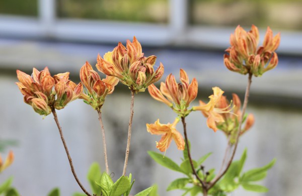 VDU Botanikos sode Kaune žiedus išskleidė parko ryškiausieji ir kvapniausieji: rododendrai ir alyvos
