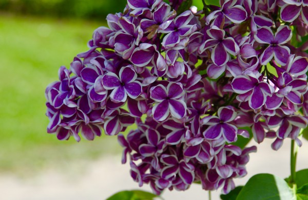 VDU Botanikos sode Kaune žiedus išskleidė parko ryškiausieji ir kvapniausieji: rododendrai ir alyvos