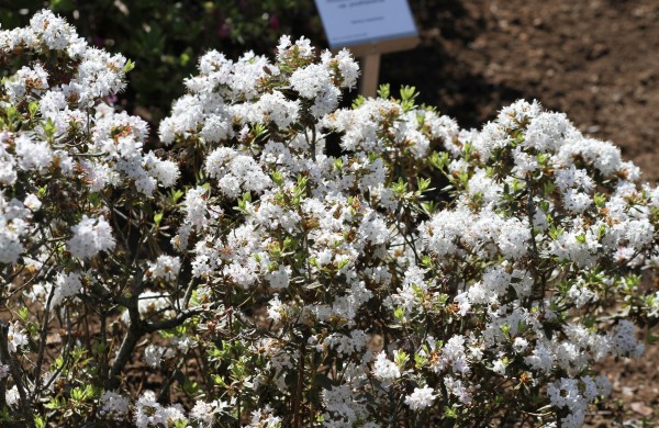 VDU Botanikos sode Kaune žiedus išskleidė parko ryškiausieji ir kvapniausieji: rododendrai ir alyvos
