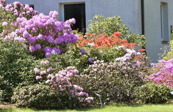 VDU Botanikos sode Kaune žiedus išskleidė parko ryškiausieji ir kvapniausieji: rododendrai ir alyvos