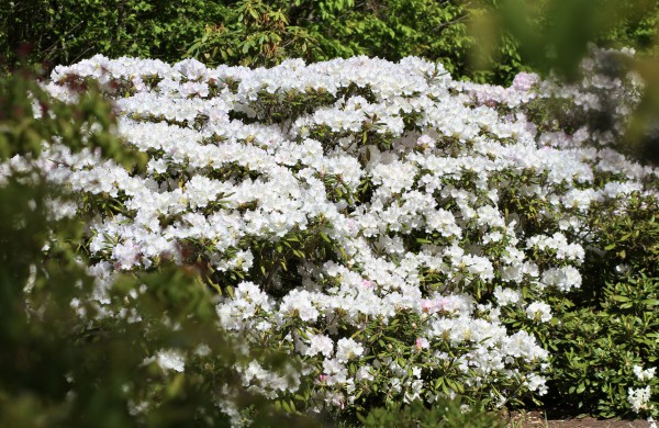 VDU Botanikos sode Kaune žiedus išskleidė parko ryškiausieji ir kvapniausieji: rododendrai ir alyvos