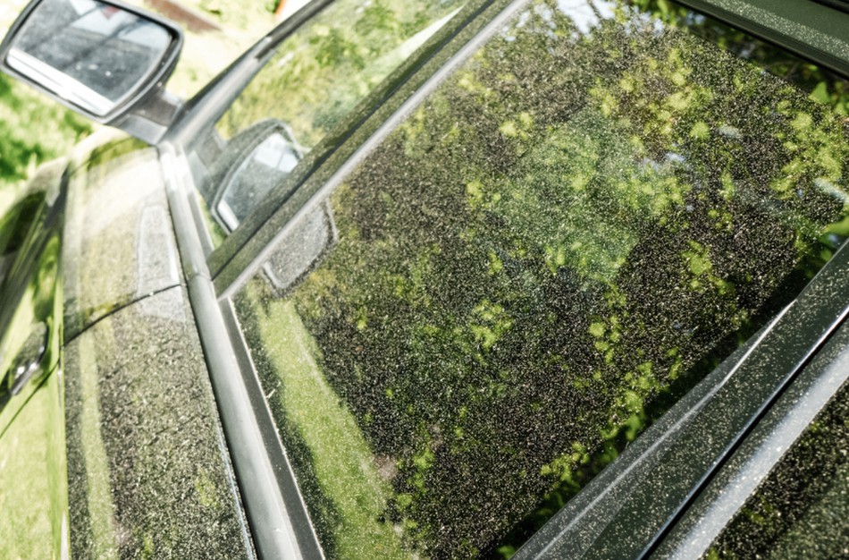 Ore daug žiedadulkių - nealergiški žmonės neturėtų baimintis
