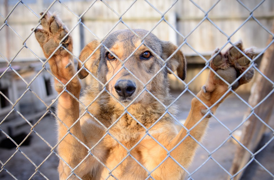 Gyvūnų prieglaudoms – parama saulės ir vėjo elektrinėms