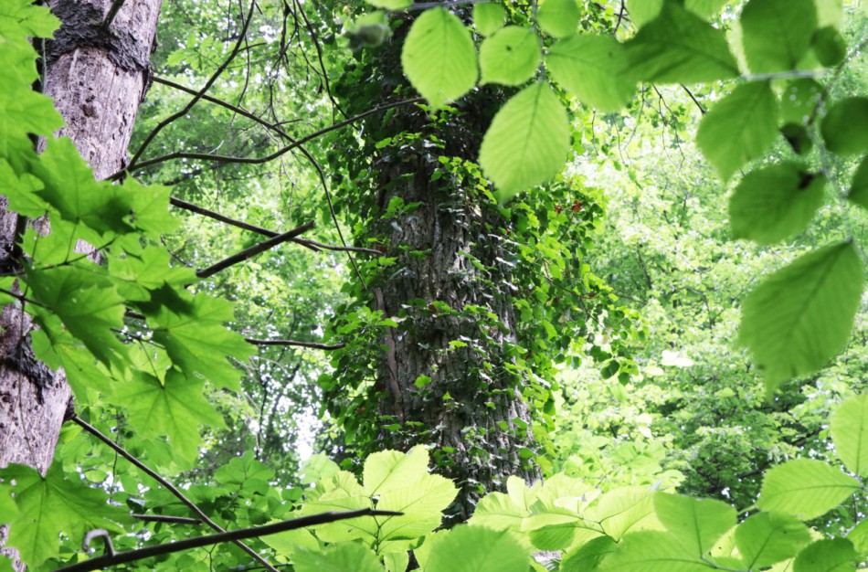 Biologinės įvairovės išsaugojimas – mūsų visų rūpestis 