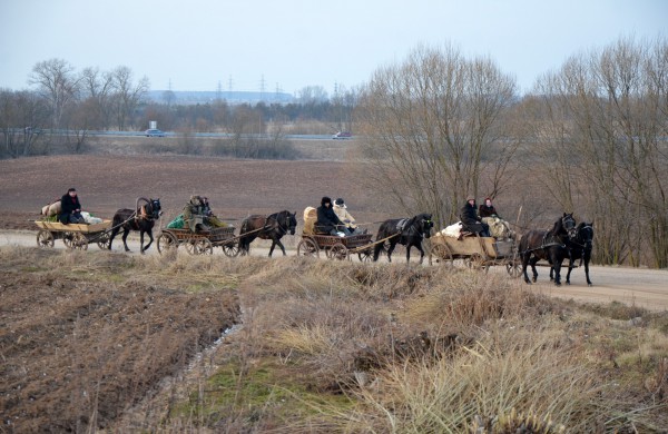 Iš Šilalės į Anykščius riedantys žemaitukų kinkiniai – galimybė prisiliesti prie mūsų istorijos