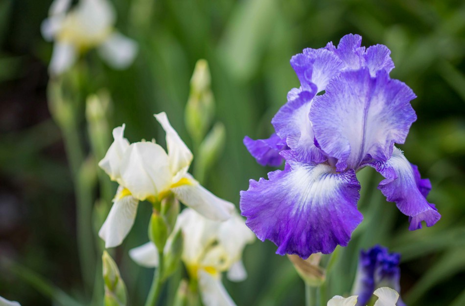 Premjerė nuoširdžiai sveikina visus šalies tėčius Tėvo dienos proga