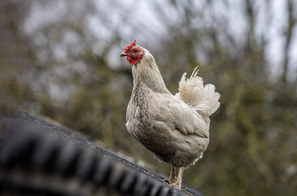 Vištidė prie daugiabučio Jonavoje piktina kaimynus: ,,Atsibodo smarvė ir musės”