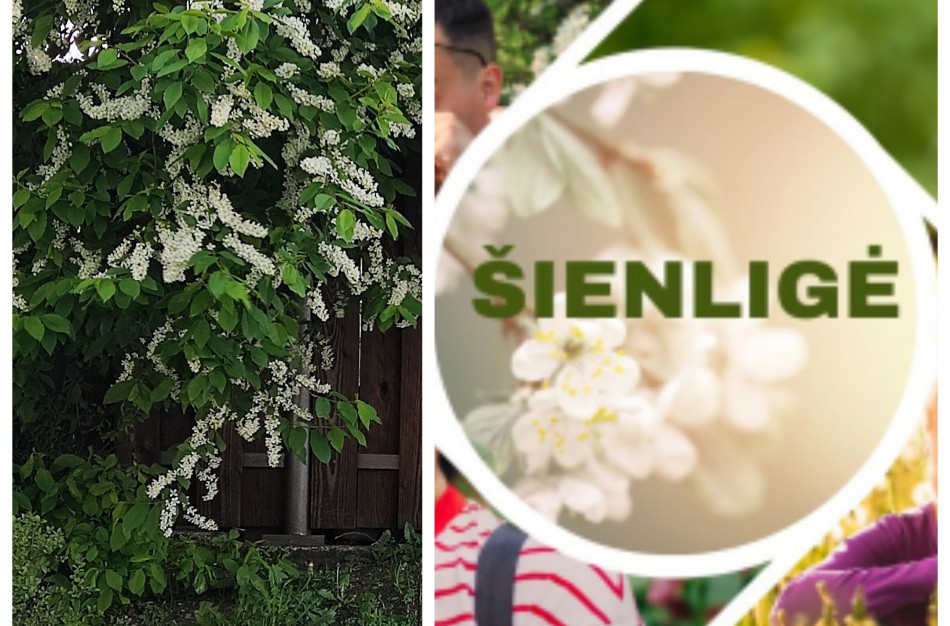 Kai gyvenimo spalvas ir kvapą temdo šienligė