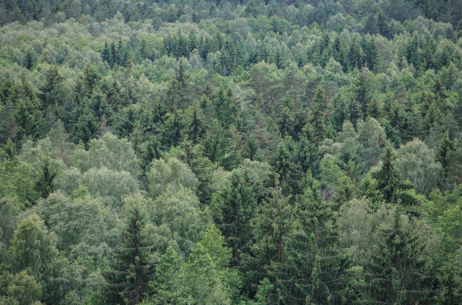 Miškų įstatymo pakeitimai: Didesnis dėmesys gamtosaugai, miško išteklių apsaugai