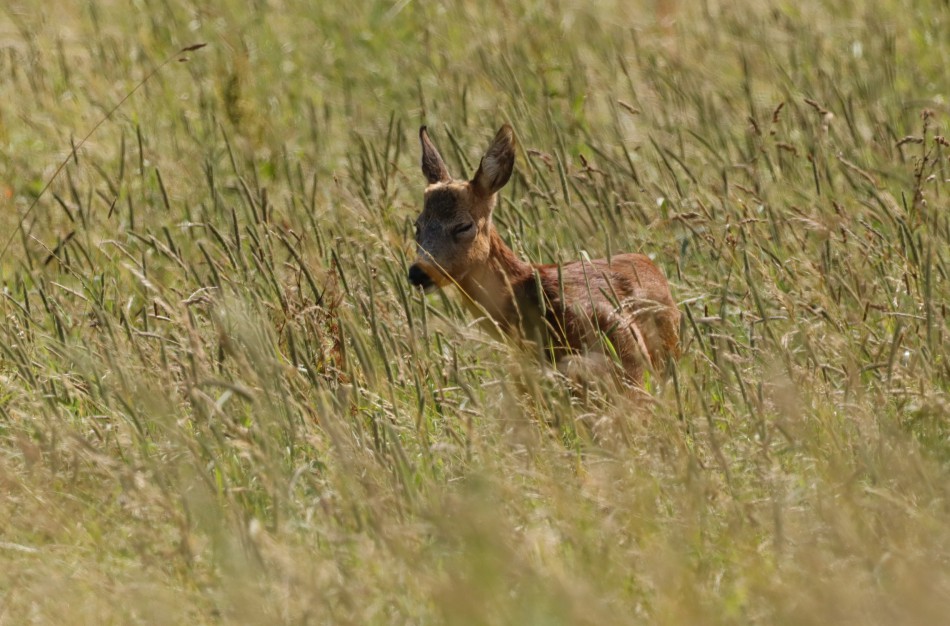 Padaugėjo pranešimų apie laukiniu gyvūnus: ką svarbu žinoti