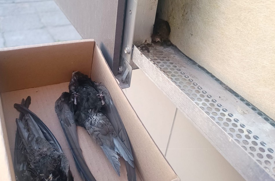 Rimkų seniūnaitijos seniūnaitė dalinasi šiurpia istorija ir kraupiais vaizdais: aptikti nugaišę čiurliai