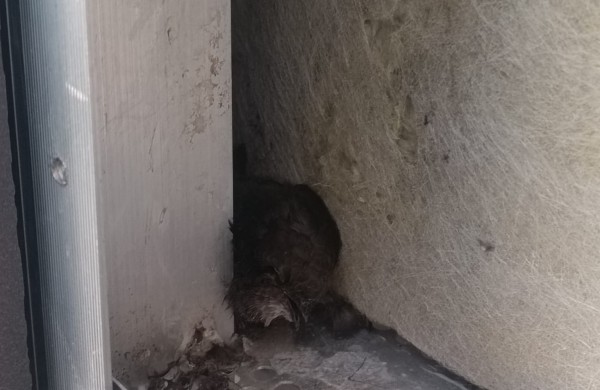 Rimkų seniūnaitijos seniūnaitė dalinasi šiurpia istorija ir kraupiais vaizdais: aptikti nugaišę čiurliai