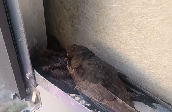 Rimkų seniūnaitijos seniūnaitė dalinasi šiurpia istorija ir kraupiais vaizdais: aptikti nugaišę čiurliai