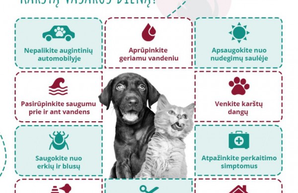 Vasaros karštis kankina ir augintinius – kaip tinkamai jais pasirūpinti?