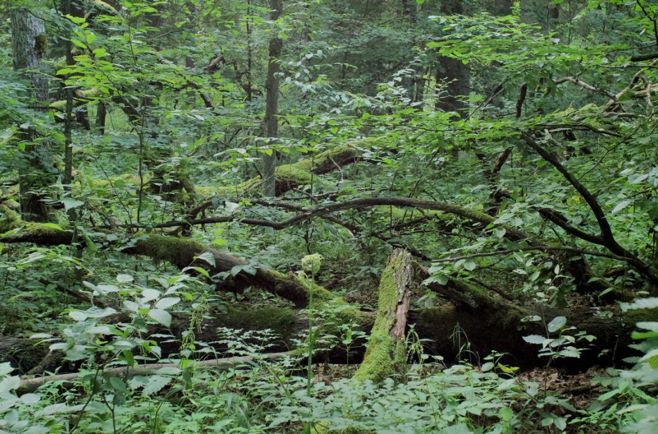 Sengirės – nepakeičiamos anglies saugotojos: sukaupia 70 proc. daugiau nei atsodinti miškai