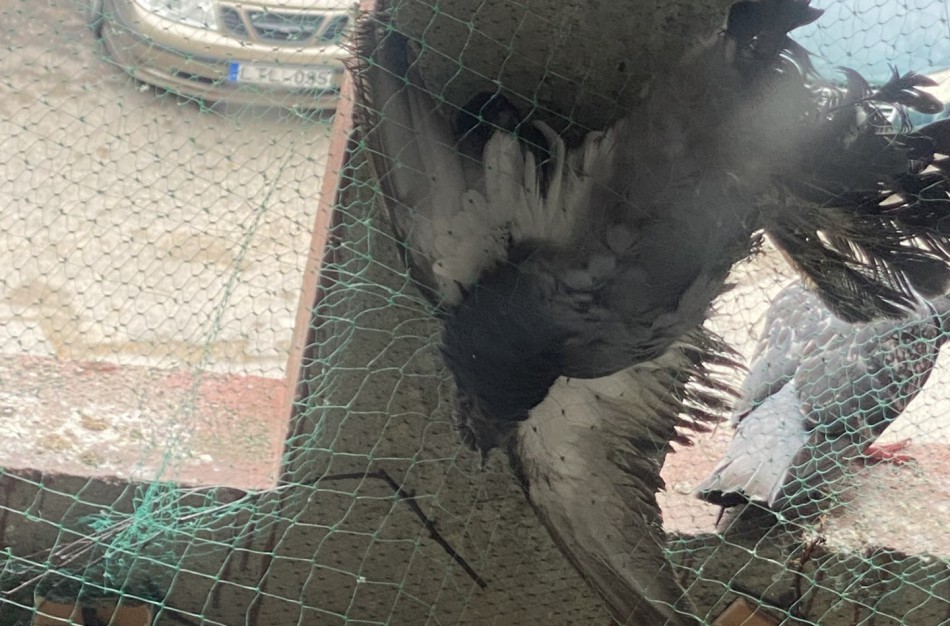 Pagalbos šauksmas iš Rimkų: paukščiai žūsta įsipainioję daugiabučio tinkle  