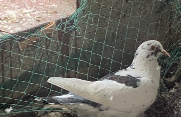 Pagalbos šauksmas iš Rimkų: paukščiai žūsta įsipainioję daugiabučio tinkle  