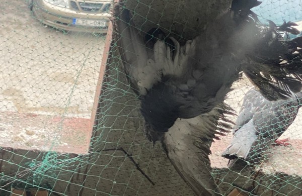 Pagalbos šauksmas iš Rimkų: paukščiai žūsta įsipainioję daugiabučio tinkle  