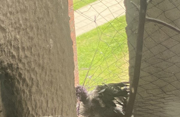 Pagalbos šauksmas iš Rimkų: paukščiai žūsta įsipainioję daugiabučio tinkle  